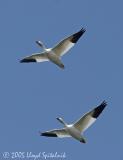 Snow Geese
