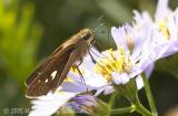 Ocola Skipper