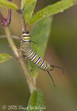 Monarch Caterpillar