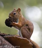 Red Squirrel