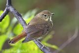 Hermit Thrush