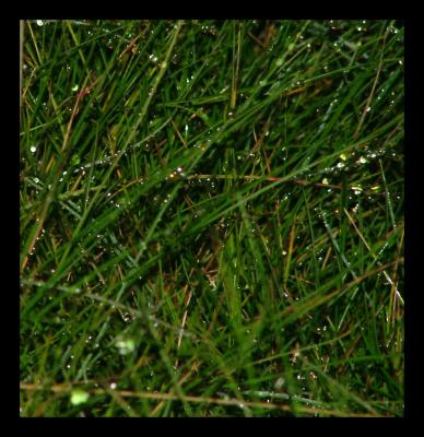 Wet grass at night.