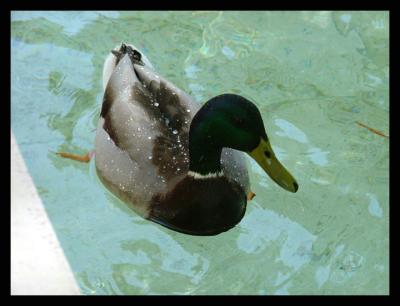 Duck at the Getty