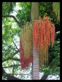 Palm Tree Beads