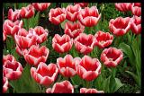 Red Tulips