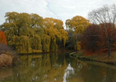 Pond Life