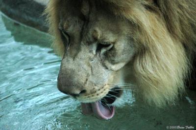 Lion Thirst