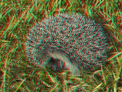 Igel