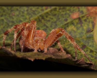 pb-spider-6858.jpg