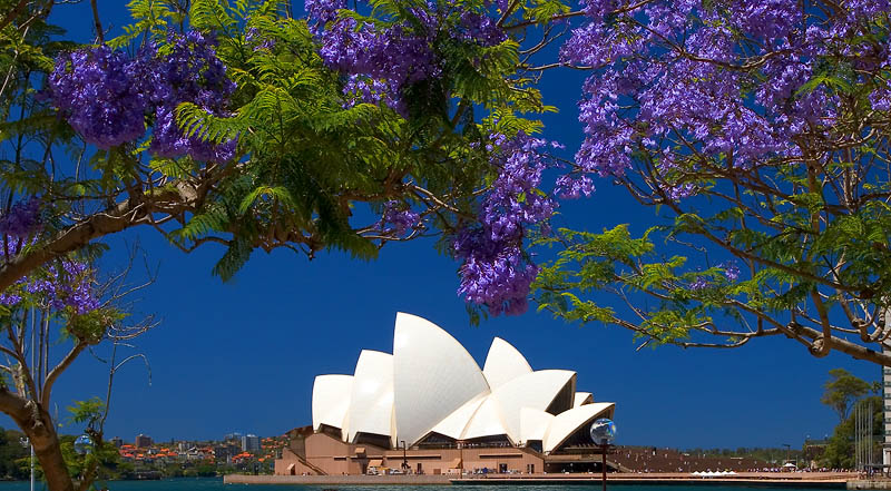 Opera House with jacaranda trees