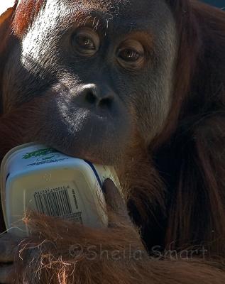 Orang utan with container