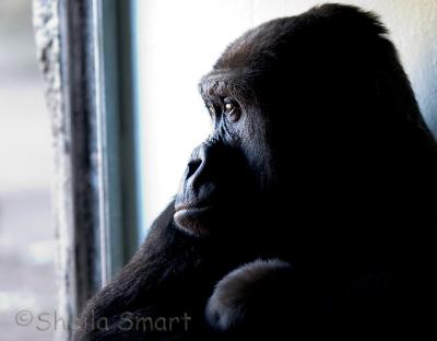 Pensive gorilla