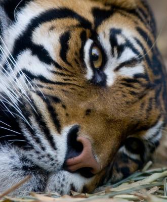 Tiger snoozing