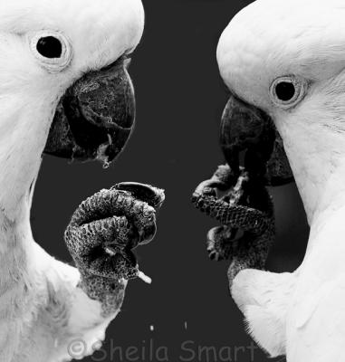 Pair of cockatoos