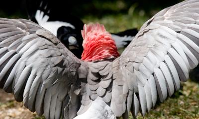 Galah taking on a magpie