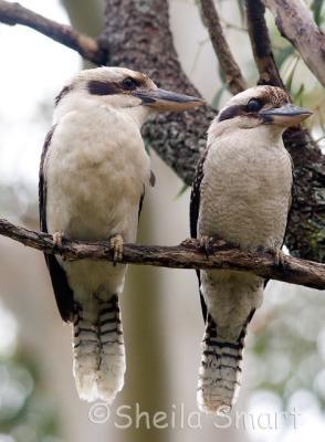 Male and female kookaburra