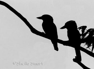 Kookaburra silhouette