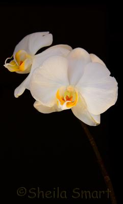 Moth orchid - f/4 , 1/1000 at 50 mm