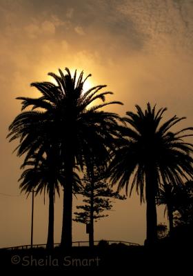 Palms at Collaroy Beach