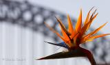 Strelitzia with Bridge backdrop