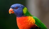Rainbow lorikeet in bird feeder