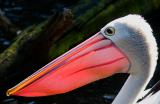 Pelican backlit