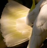 Sulphur crested cockatoo preening