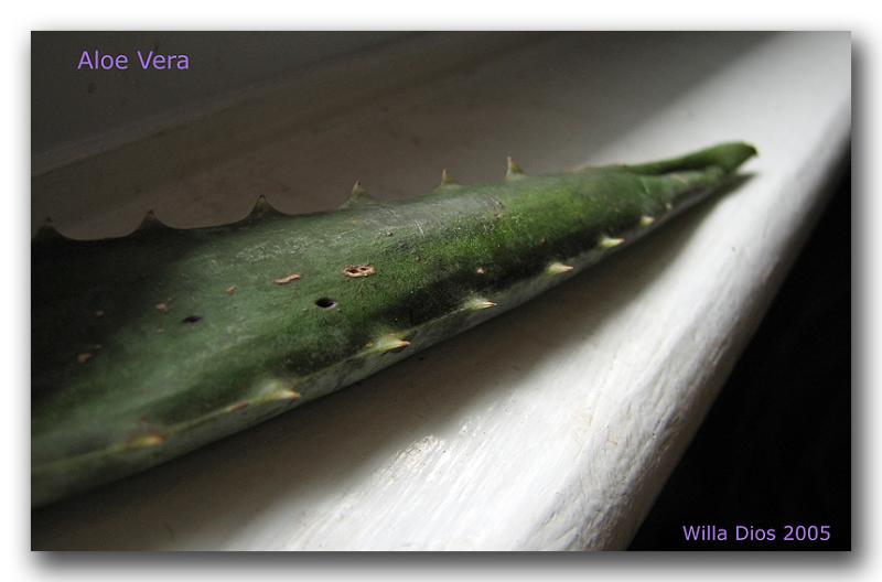 Aloe Vera  ... the healing plant ...