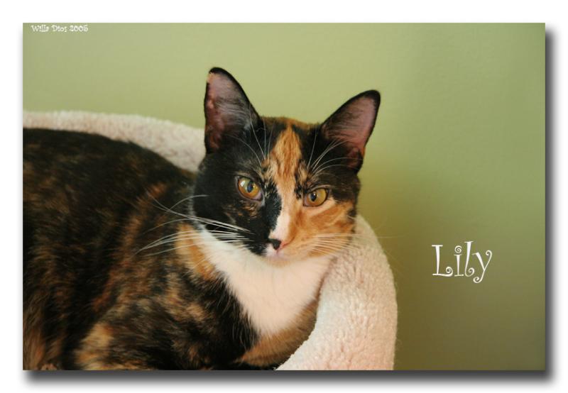 Miss Lily