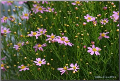 Meadow Flowers