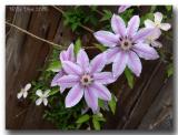 Pink Striped Clematis