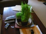 Wheatgrass