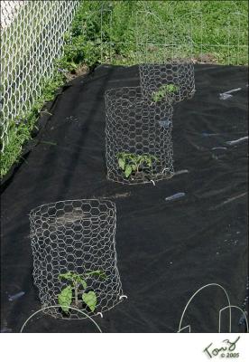 More Tomato Plants Put into the Ground.jpg