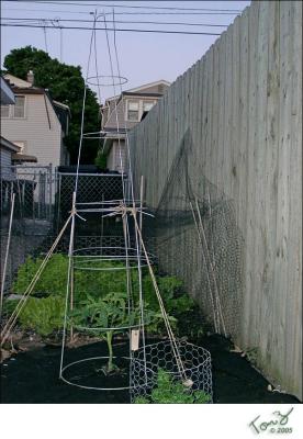 First Tomato Cage put into Place.jpg