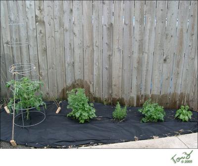 06150004  Tomato Plant and Herbs by the Wooden Fence