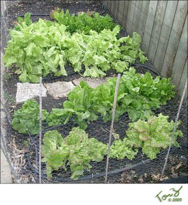 06150005  Lettuce Plants