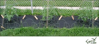 06150007  Tomato Plants by the Metal Fence