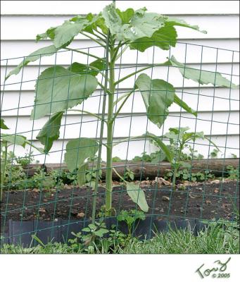 06150008  Sunflower Plant by the Garage