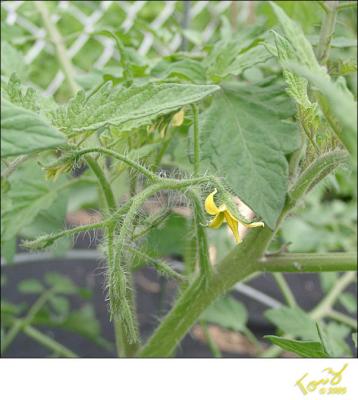 06150009  Bud on the Tomato Plant