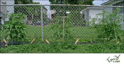 06280004  Tomatoe Plants by the Metal Fence.jpg
