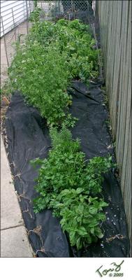 06280008 Tomatoe Plant and Herbs by the Wooden Fence.jpg