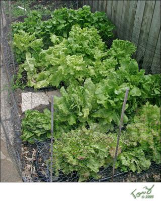 06280011  Lettuce Plants.jpg