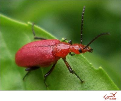 Red Bug on my Basil Plant  CIMG1358  800x600.jpg