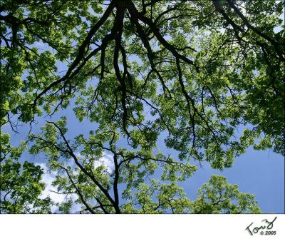 Glacial Park  -  Tree Canopy  05250005  800x600.jpg