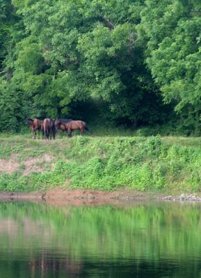 livestock on the river