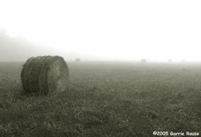 hay bales in the mist