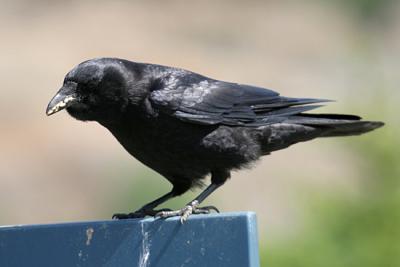 Northwest Crow - Corvus caurinus