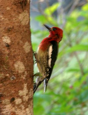 Red-breaster Sapsucker - Sphyrapicus ruber