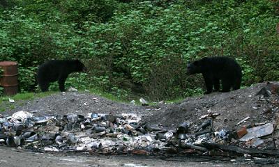 Black Bear - Ursus americanus