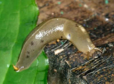  Pacific Banana Slug - Ariolimax columbianus 